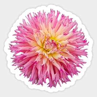 Hot Pink Dahlia Flower Sticker